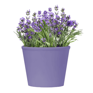 planten